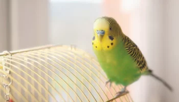Птица в доме: содержание и уход